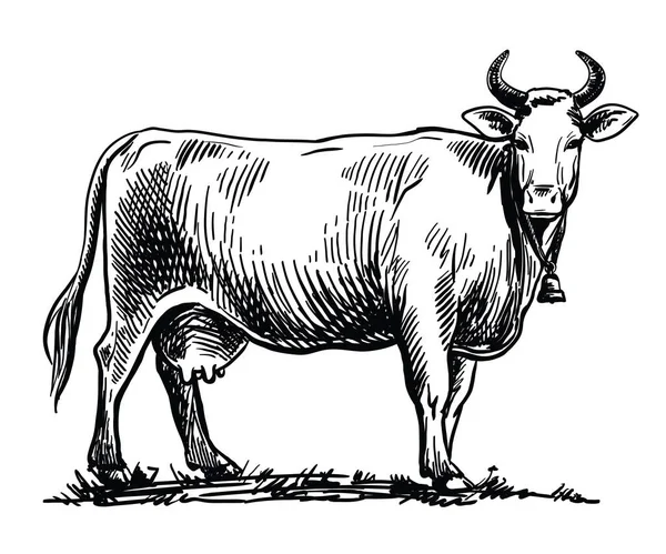 Αγελάδα Αναπαραγωγής Βοσκά Κτηνοτροφία Ζώα Απεικόνιση Λευκό Φόντο — Διανυσματικό Αρχείο
