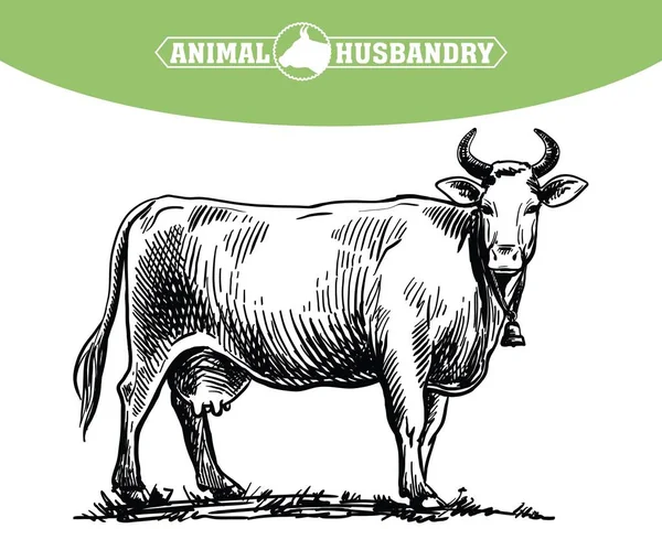 Hodowla krów. hodowla zwierząt. ilustracja zwierząt gospodarskich na białym — Wektor stockowy