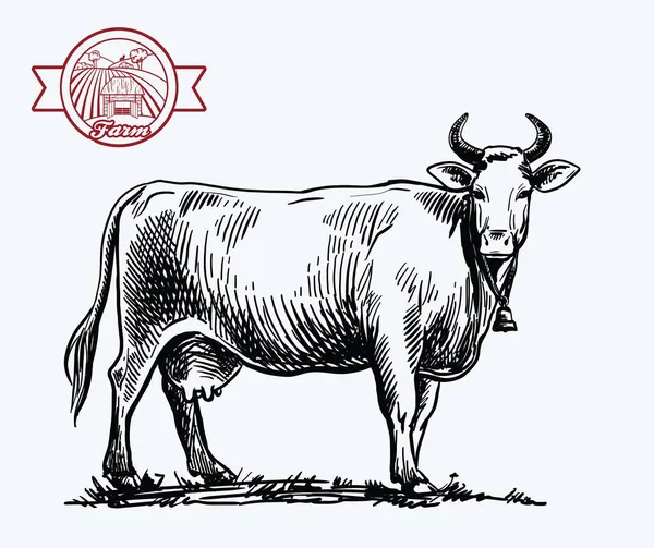 Vaca reproductora. cría de animales. ilustración del ganado en un blanco — Vector de stock