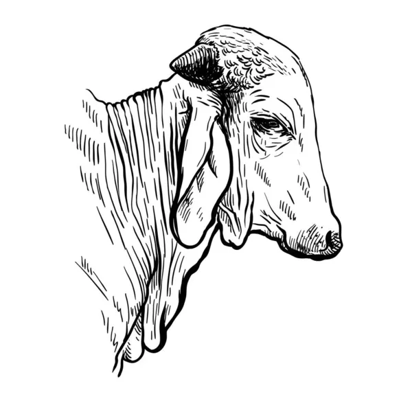 印度公牛头像画黑白插图 — 图库矢量图片