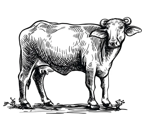 画一只黑色水牛饲养牲畜 在白色背景上孤立的向量图 — 图库矢量图片