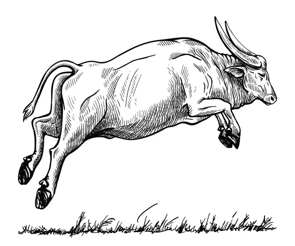 Zıplayan bufalo çizimi. Vahşi ya da evcil. — Stok Vektör