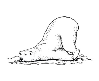 Kutup ayısı. Elle çizilmiş resimler. Vektör çizimi