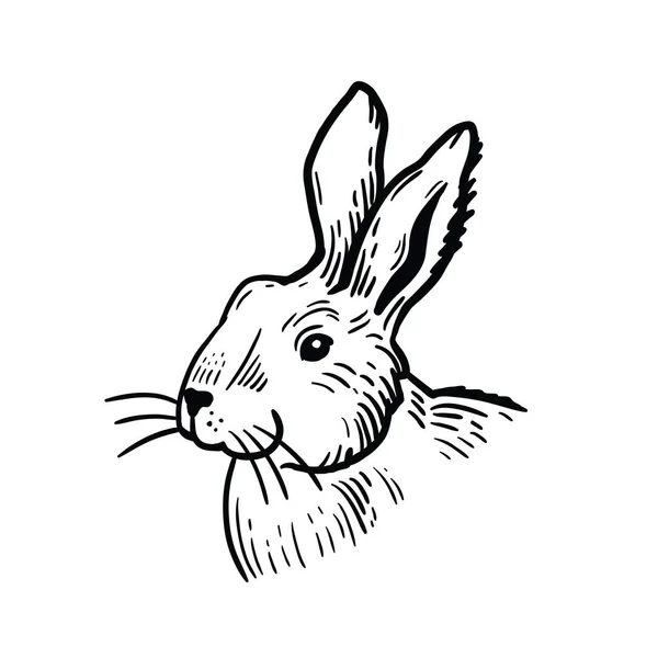 흰 배경에 토끼를 손으로 그린 그림. — 스톡 벡터