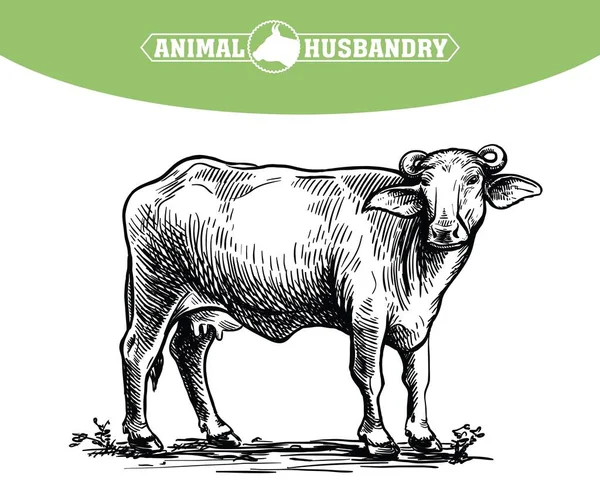 Ritning av en svart buffel. Uppfödning av nötkreatur. vektor illustration isolerad på vit bakgrund — Stock vektor