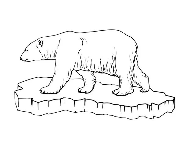 Orso polare. Illustrazioni disegnate a mano. Schizzo vettoriale — Vettoriale Stock