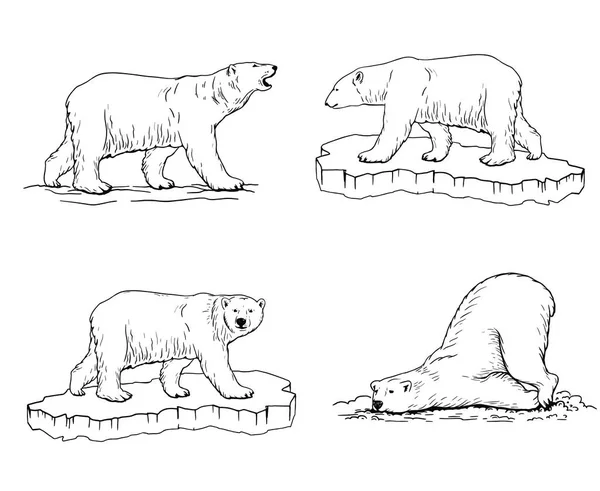 Orso polare. Illustrazioni disegnate a mano. Schizzo vettoriale — Vettoriale Stock