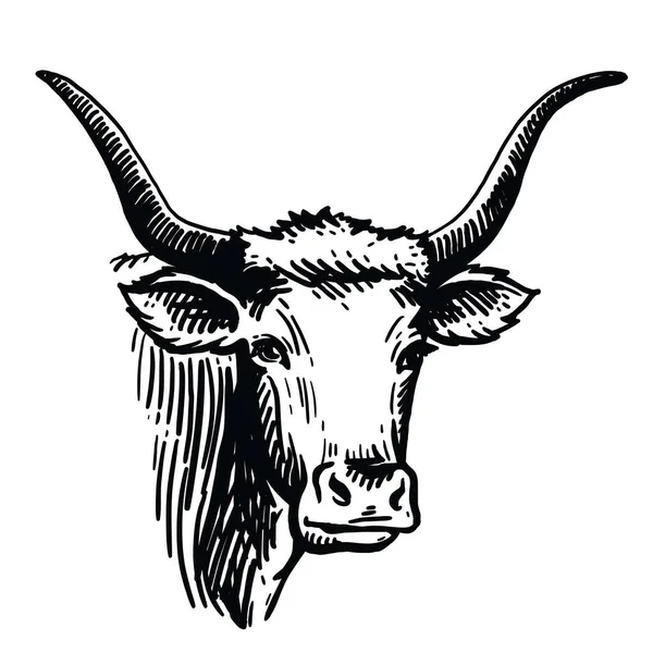 Isolated cow head on white background, vector sketch — 스톡 벡터