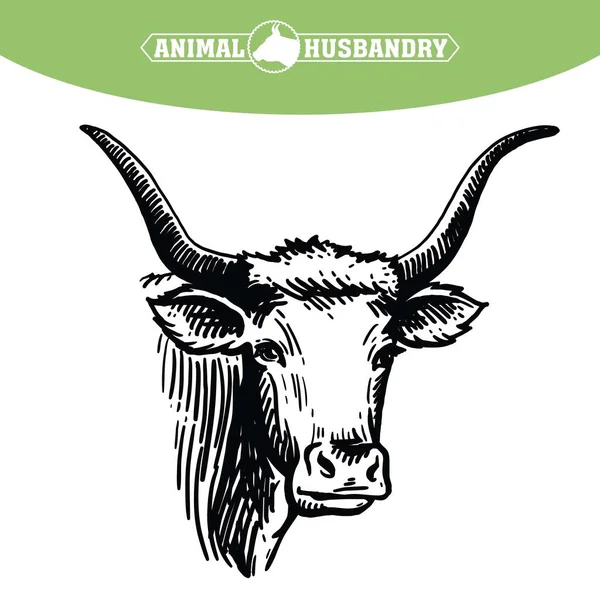Cabeza de vaca aislada sobre fondo blanco, dibujo vectorial — Archivo Imágenes Vectoriales