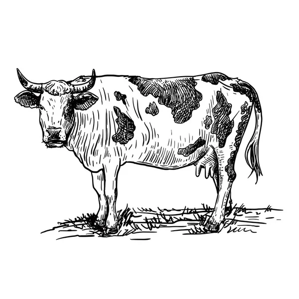 Vaca aislada sobre fondo blanco, cría de animales, boceto hecho a mano. — Vector de stock