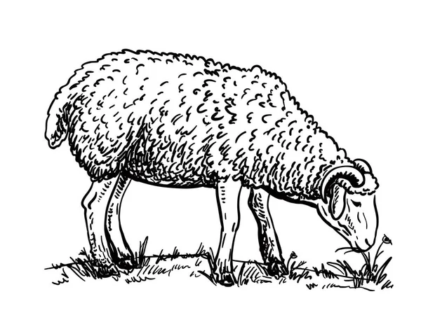 Mouton isolé sur fond blanc. Élevage bovin — Image vectorielle