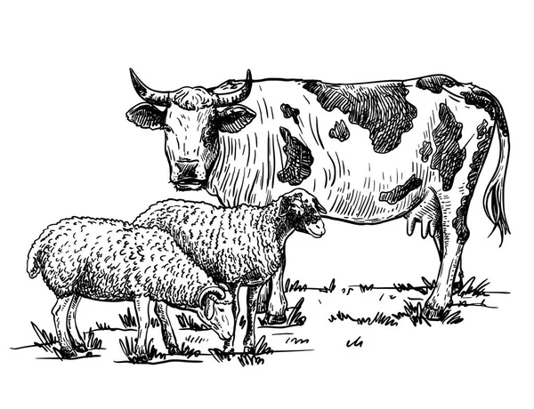 Vaca y oveja sobre un fondo blanco. Ganadería — Vector de stock