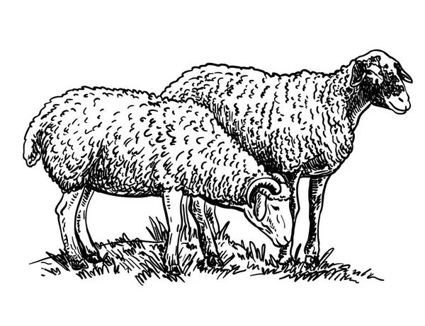 Geïsoleerde schapen op een witte achtergrond. Veehouderij — Stockvector