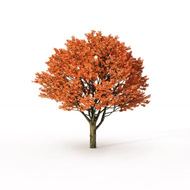 sonbahar ağaç beyaz