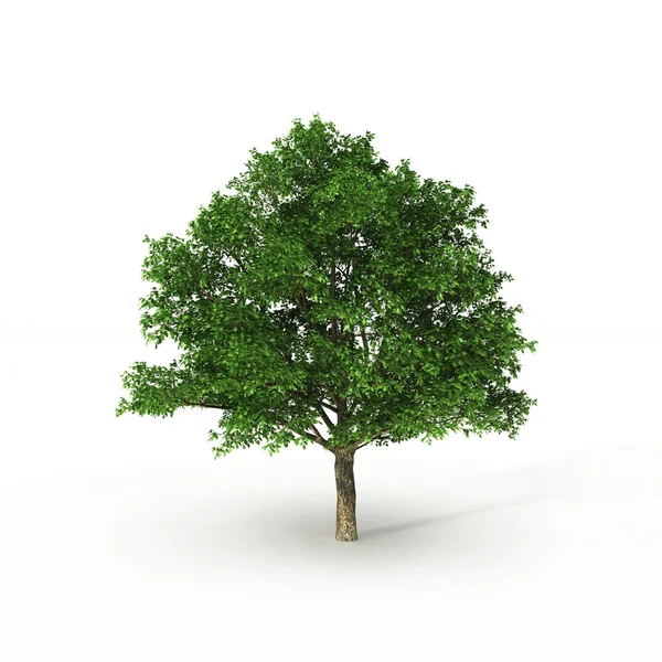 Зеленое дерево на белом — стоковое фото