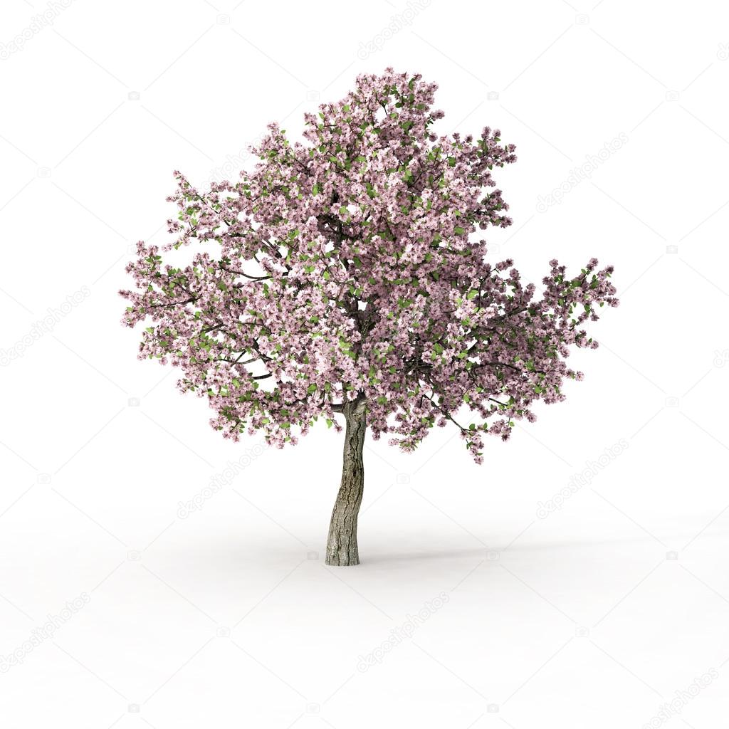 Flowering tree on white