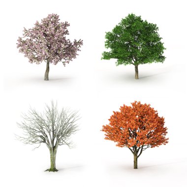 Tree at four seasons