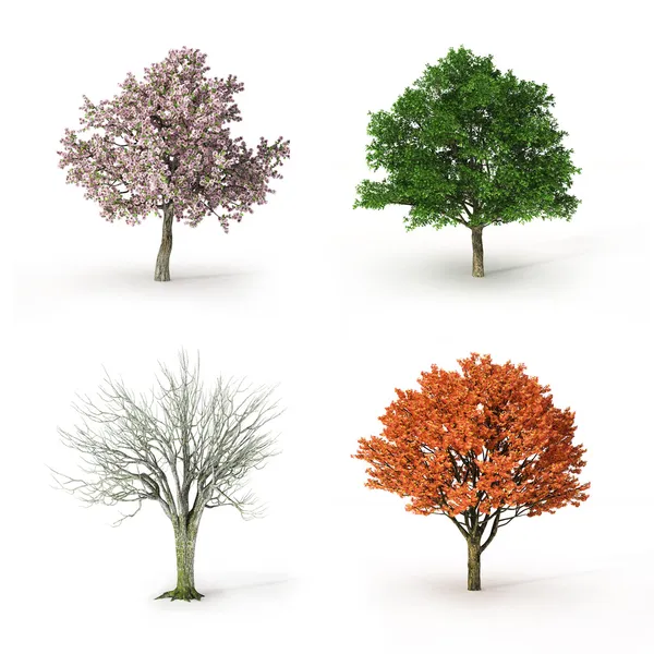 Tree at four seasons — Stock Photo, Image