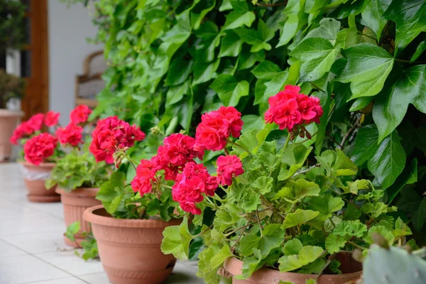 Röd geranium för heminredning — Stockfoto