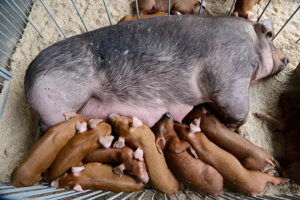 Leite piggy alimentação — Fotografia de Stock