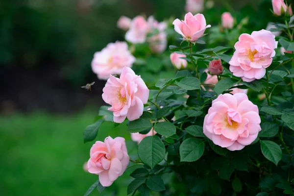 Jardín de rosas —  Fotos de Stock