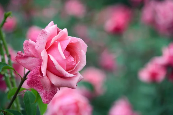 Jardín de rosas —  Fotos de Stock