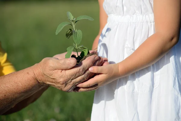 Großmutter und Enkelin halten eine Pflanze zusammen — Stockfoto