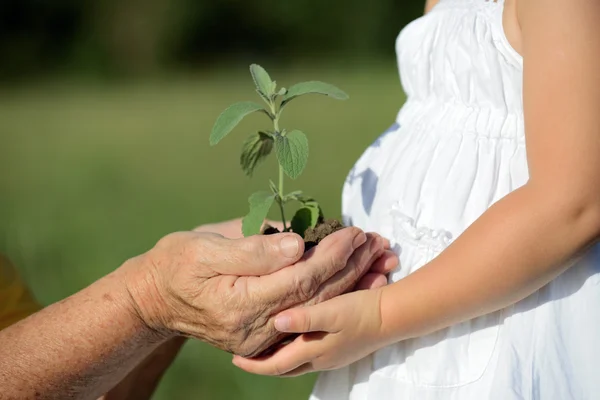 Grandmother and granddaughter holding a plant together — Stock Photo, Image