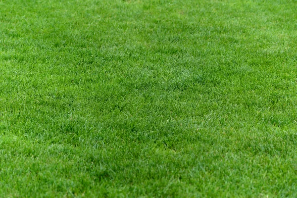 Hierba: imágenes, fotos de stock libres de derechos | Depositphotos