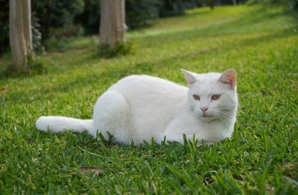 Weiße Katze Auf Grünem Gras — Stockfoto