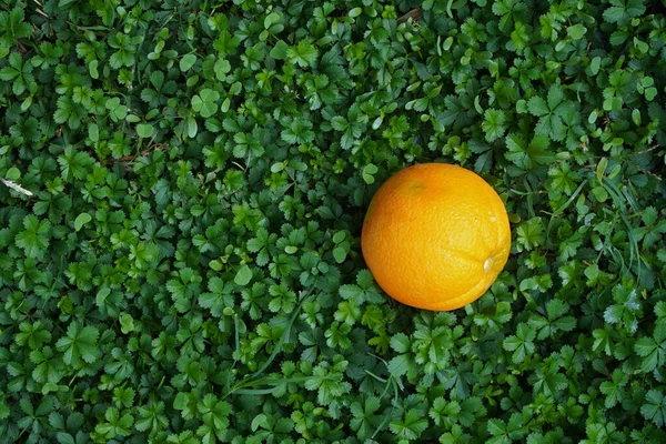 Naranja Maduro Sobre Hierba Verde —  Fotos de Stock