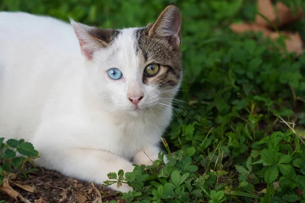 Кошка Глазами Разного Цвета — стоковое фото