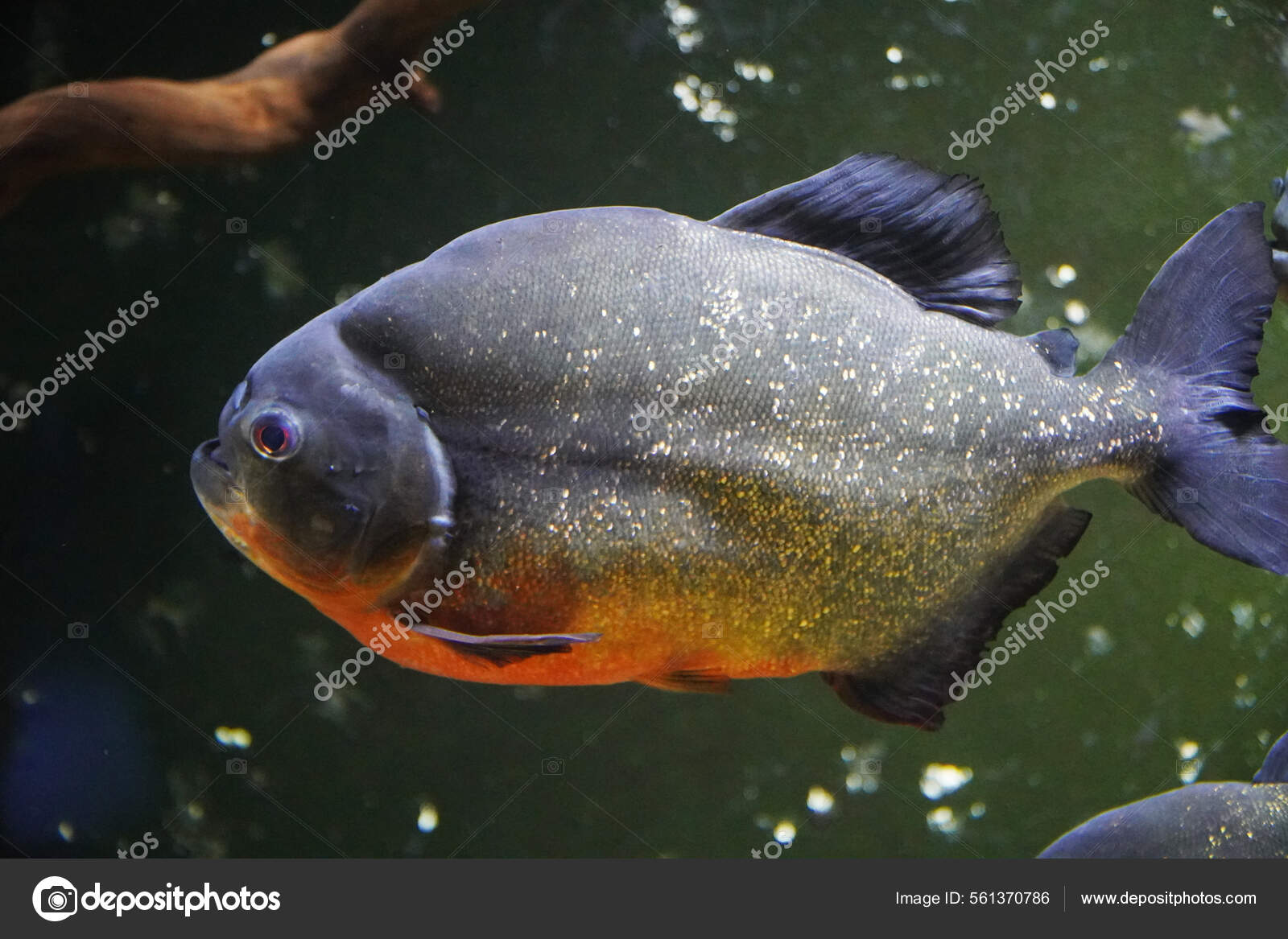 Piranha Fish  River Stock Photo by ©mike_kiev 561370786