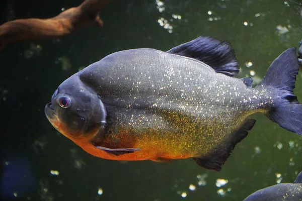 Pesce Piranha Dal Fiume Amazzonia — Foto Stock