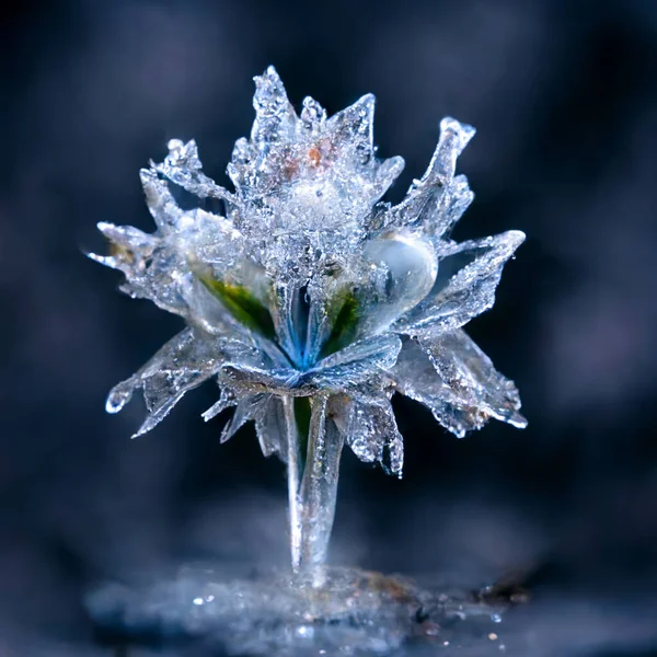 Frozen Flower Dark Background Zdjęcie Stockowe