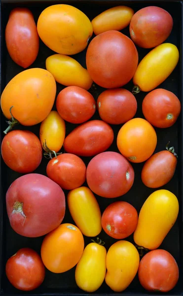 Tomates Colorées Sur Fond Noir — Photo