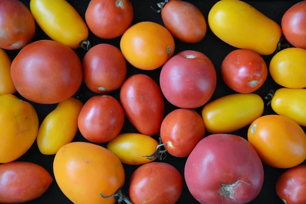 Tomates Colorées Sur Fond Noir — Photo