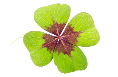 daha önce beyaz sapı ile yonca yaprağı