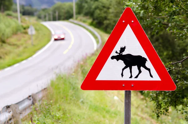 Uppmärksamhet älgar passerar — Stockfoto