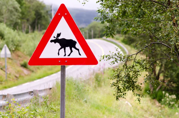 Atención a los alces cruce — Foto de Stock