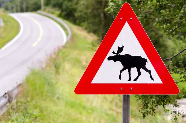 Atención a los alces cruce — Foto de Stock