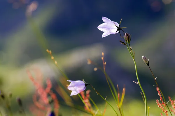 Alpejska łąka — Zdjęcie stockowe