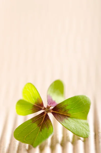 Foglia di quadrifoglio — Foto Stock