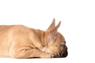 french bulldog before white background clipart