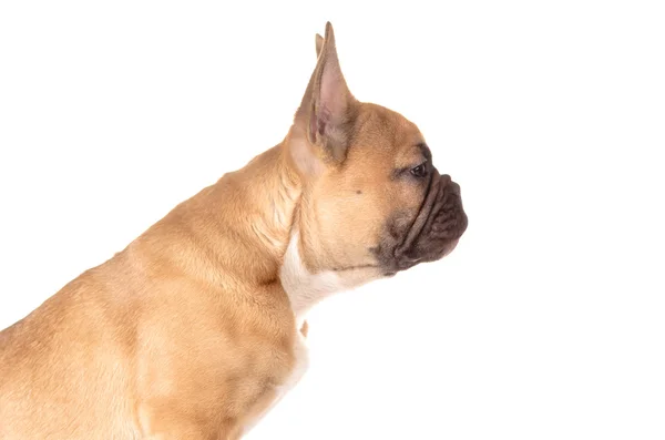 Franse bulldog vóór witte achtergrond — Stockfoto