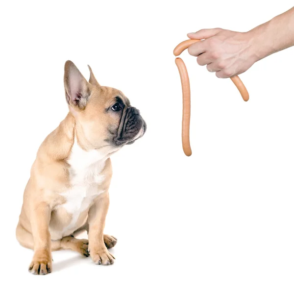 Worst voor de hond — Stockfoto