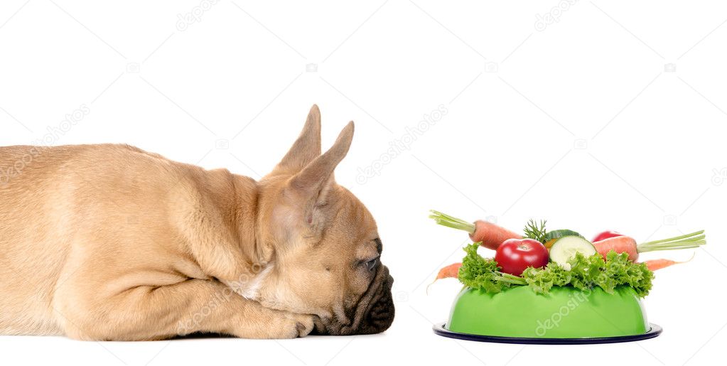 Dog with a feeding bowl full of vegetables