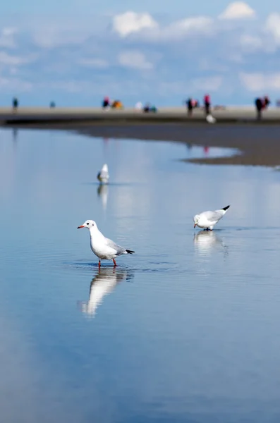 Gull at the beach — Stock Photo, Image