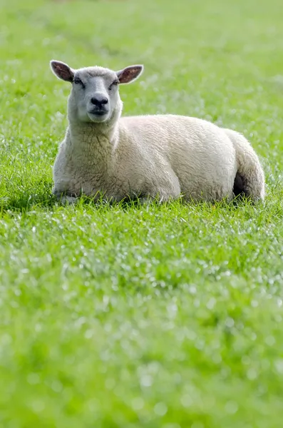 Owce na zielony łąka — Zdjęcie stockowe