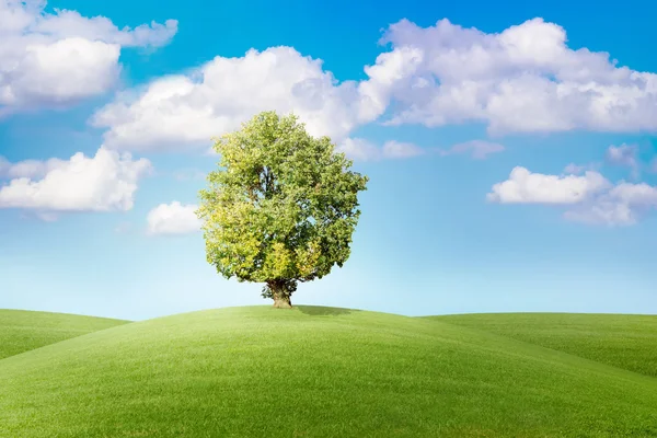 Arbre sur prairie verte avant ciel bleu — Photo